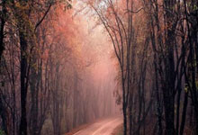 [德甲]第14轮：美因茨VS拜仁.